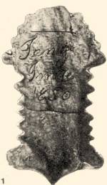 1. Cserp csigacsinl htlapja (1850, az ajndkoz nevvel: „Jeneji Imre”, Debrecen)