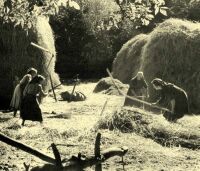 105. Threshing with a flail