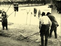 106. Threshing with a flail