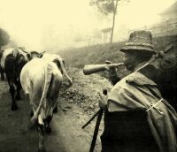 125. Driving the cattle out in the morning