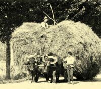 134. Collecting hay