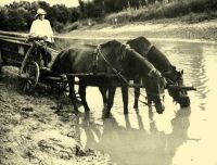 142. Horses drinking