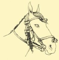 Fig. 127. A peasant type of bridle for a saddled horse.