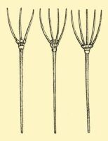 Fig. 78. Wooden forks with split spikes prongs or tines.