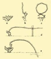 Fig. 90. Vine-stocks and methods of growing vine-shoots.