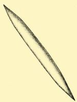 Fig. 99. Sharpened flinging stick.