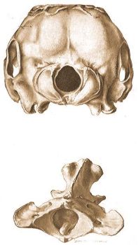 A delfin koponyája a kettős nyakszirti bütyökkel. A bütykök az öreglyuk mellett helyezkednek el.