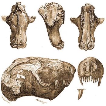 Tritylodon-koponya Dél-Afrika karroo-rétegéből. 1. felülről, 2. oldalról, 3. alulról.