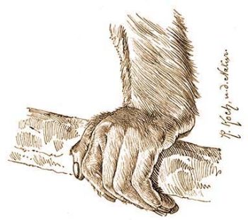 A stnmajom (Pithecia satanas Hoffm.) keze a tbbi ujj ellenbe nem helyezhet hvelyekkel.