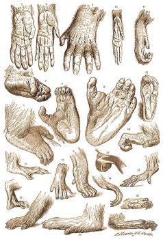 Klnbz majmok keze s lba. 1-2 gorilla, 3-8 csimpnz, 9-10 orangutn, 11-13 fehrkez gibbon, 14-15 zszlsfark majom, 16-18 sveges makk, 19-20 babuin, 21-22 selyemmajom.