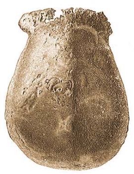 A Pithecanthropus erectus koponyjnak teteje fellrl nzve.