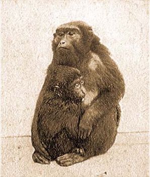 Szerecsen pvin (Cynopithecus maurus F. Cuv.).