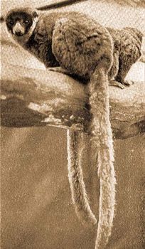 Hamvas maki (Lemur mongoz L.).