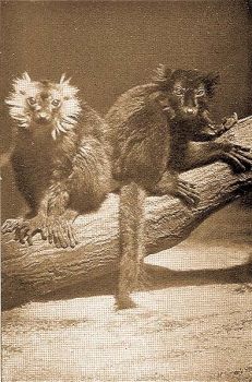 Szerecsen maki (hm s nstny) (Lemur macaco L.). Berridge, London phot.