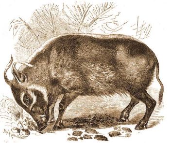 Bojtosfl diszn (Potamochoerus porcus L.).