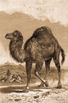Egypp teve (Camelus dromedarius L.).