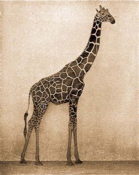 Recs zsirf (Giraffa reticulata Winton).