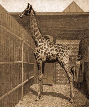 Dlafrikai zsirf (Giraffa camelopardalis capensis E. Geoffr.).