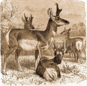 Villsszarv antilop (Antilocapra americana Ord.).