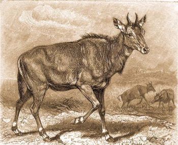 Nilgau antilop (Boselaphus tragocamelus Pall.).