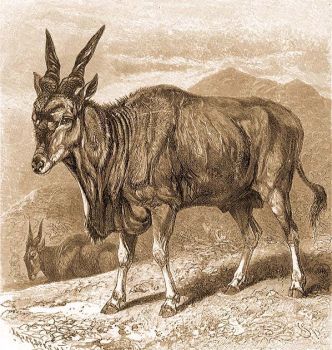 Jvorantilop (Taurotragus oryx Pall.).
