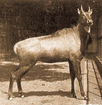 Nilgau antilop (Boselaphus tragocamelus Pall.).