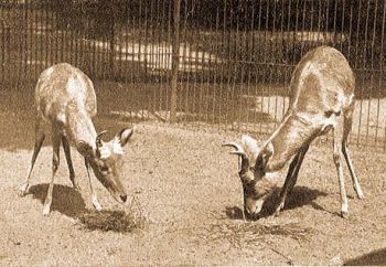 Kt hm bokorlak antilop (Redunca redunca Pall.).