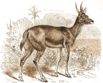 A nagy bokorlak antilop (Redunca arundinum Bodd.).