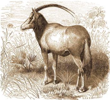 Kardszarv antilop (Oryx algazel Pall.).