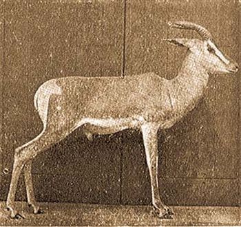 Korons antilop (Cephalophus grimmius coronatus Gray).
