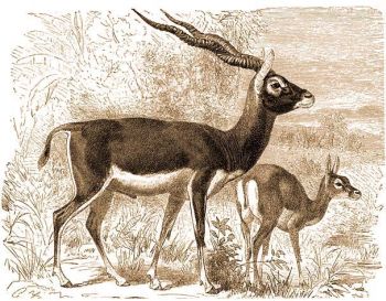 Az indiai antilop (Antilope cervicapra L.).