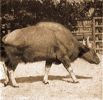 Gaur bika (Bos frontalis gaurus H. Sm.).