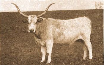 A kisjszllsi kzbirtokossg "Hvirg" nev magyar tehene.