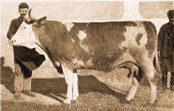 Dry Frigyes "Ripk" nev 9 ves szimmentli tehene. (Egy v alatt 10.065 kg tejet termelt 353,4 kg tejzsrral.)