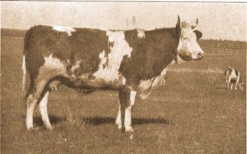 A debreceni m. kir. gazdasgi akadmia "Kassa" nev 7 ves magyar pirostarka tehene. (Egy v alatt 3756 kg tejet termelt, 154 kg tejzsrral.)