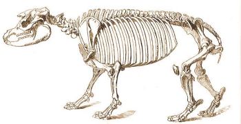 Tapir csontvz.