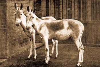 Indiai vadszamr (Equus onager Pall.).
