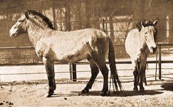 zsiai vadl (Equus caballus przewalskii Pol.).