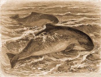 Kznsges barna delfin (