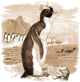 Aranybbits pingvin (