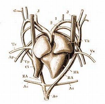 A fali gyk szve: Ao = leszll aorta (A. descendens), As = hnaljartria (A. subclavia), Ap = tdartria (A. pulmonalis), Ci = als res vna (V. cava inferior), Hk = szvkamra, J = nyakvna (V. jugularis), LA = bal aortav, RA = jobb aortav, Vk = jobb szvpitvar, Vs = hnaljvna (V. subclavia), Vp = tdvna  (V. pulmonalis), 1 els, 2 msodik artriav.