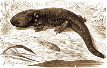 szakamerikai axolotl (