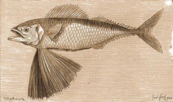 Legyezszrny hal (