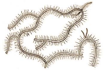 1. Syllis ramosa M. (Gamble: Worms. in: The Cambridge Nat. Hist. London, Macmillan et Co 1901.)