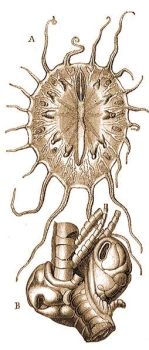 2. Myzostoma gigas F. S. Leuck. A = a freg alulrl, B = az Antedon karja, melyen a freg gubacsszer daganatot okoz.