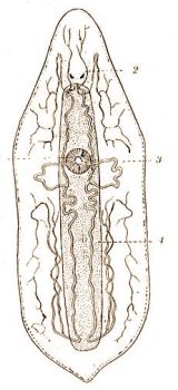 Mesostoma ehrenbergii Focke. Az egyenes blcs (4) s a kivlaszt csrendszer (3) az l llat utn. 1 = garat, 2 = agydc a szemekkel (Kkenthal-Krumbach: Hdbuch d. Zoologie, Bd. 2.) 
