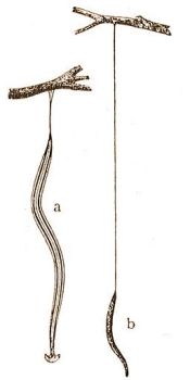 Bipalium kewense Mseley s a Rhynchodemus terrestris Mll. nylkafonlon ereszkedik le a frl. (Reisinger: Turbellarii, in. Biol. d. Tiere Deutschlands)