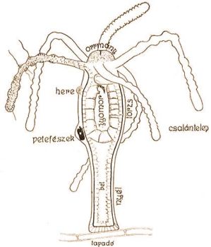 A barna édesvízi hydra, H. attenuata szervezete, belében szúnyogálca (eredeti)
