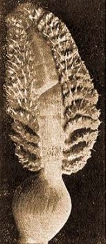 Pteroides griseum Botadoch