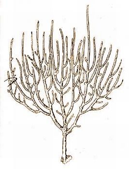 Plexauroides regularis Kk. (Kkenthal-Krumbach: Hdbuch d. Zool. Bd. 1.)
